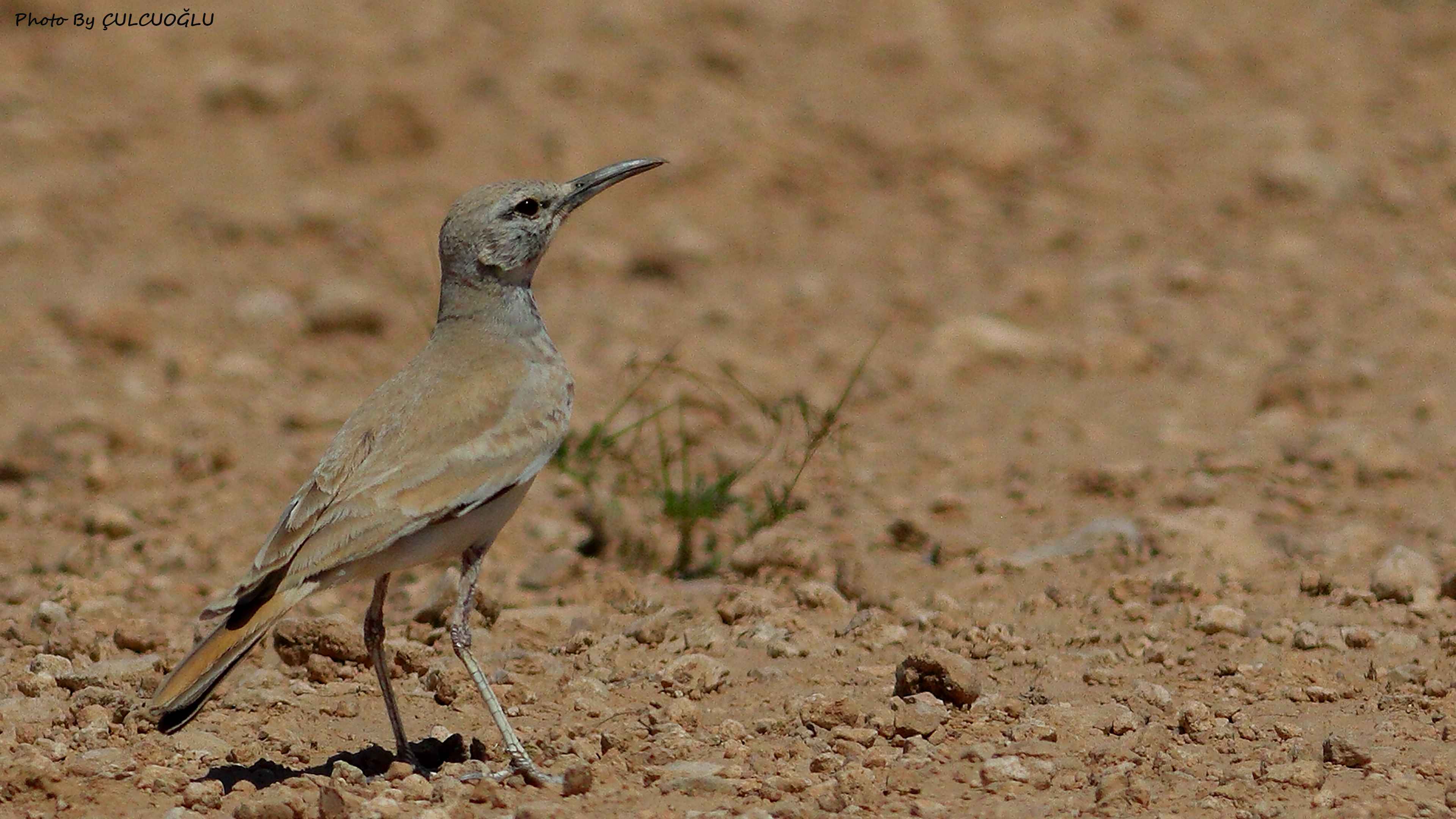 Greater Hoopoe-Lark